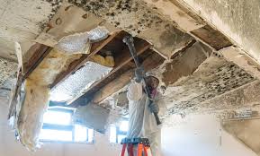 Best Real Estate Mold Inspection  in Converse, TX